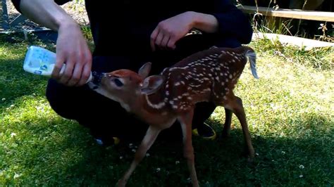 Feeding our pet baby deer! - YouTube