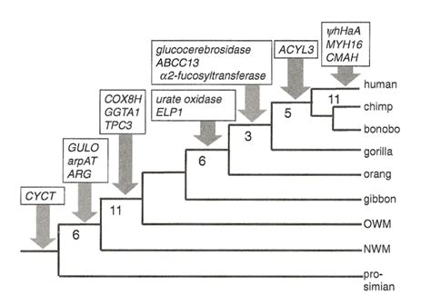 Pseudogenes: Great Evidence for Evolution