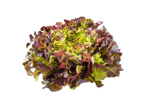 Purple Oak Leaf Lettuce Salad Rosette Stock Image - Image of gourmet ...