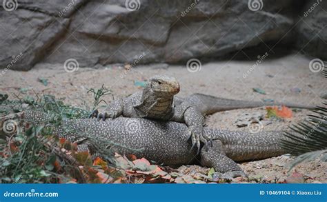 Bengal monitor stock photo. Image of lizard, creep, animal - 10469104