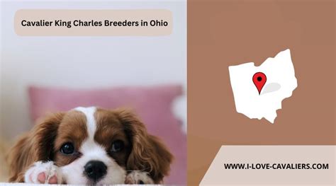 8 Best Cavalier King Charles Spaniel Breeders in Ohio