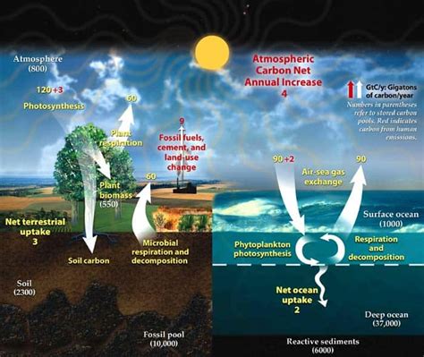 Carbon Cycle Steps | Definition,Types & Importance | Biology Explorer