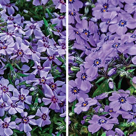 Carpet Phlox Duo | K. van Bourgondien - Wholesale Flower Bulbs and ...