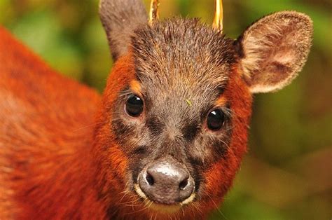 Red Brocket With Antlers | too close by brodmann's 17, via Flickr red ...