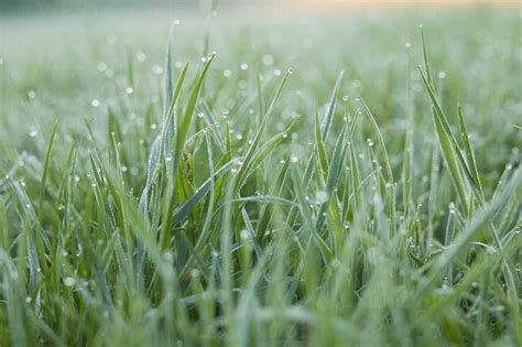 Morning dew on grass stock photo