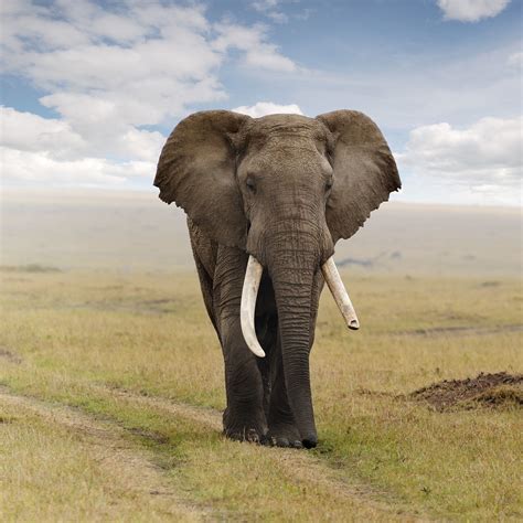 African Elephant Wallpaper (68+ images)