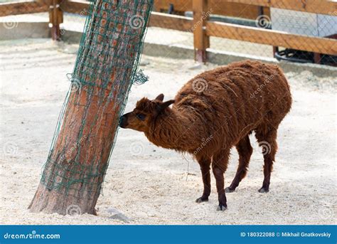 Peruvian Llama. Farm of Llama,alpaca,Vicuna in Peru,South America. Andean Animal Stock Photo ...