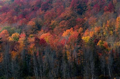 Falling for fall: Explore Canada amid its autumnal colours | CBC News