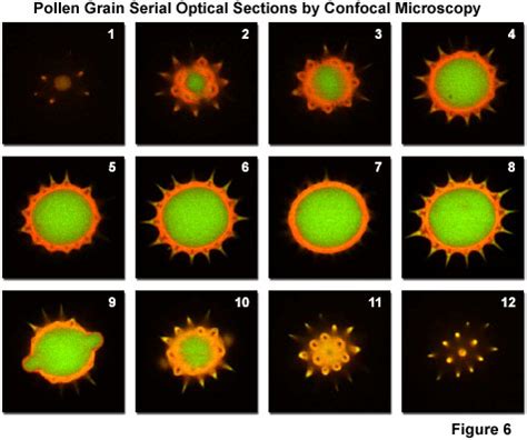 Confocal Microscopy - Introduction