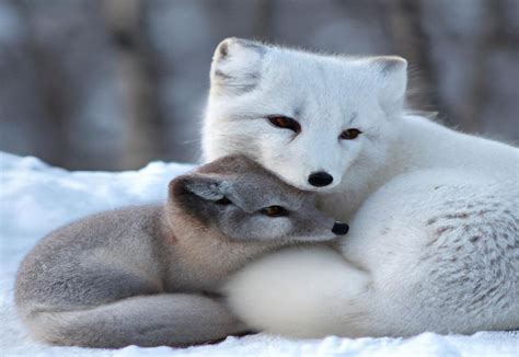 Survival Tactics of Arctic Fox in Harsh Winter Conditions - FoxAuthority