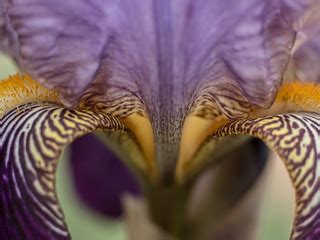 Bearded Iris Flower Macro Photograph - Barton - ACT - Aust… | Flickr