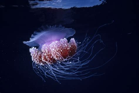 Papua New Guinea, Purple Jellyfish Midwater (Glowing) Surface Visible ...