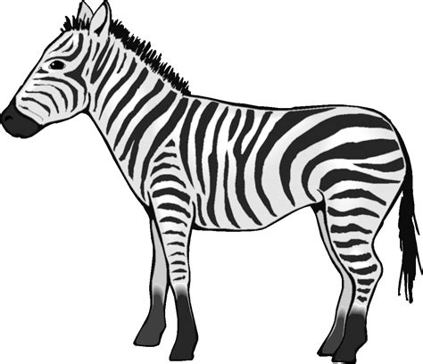 Zebra Line Drawing - ClipArt Best