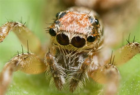 Download Jumping Spider Arachnid Animal Spider Wallpaper by JJ Harrison