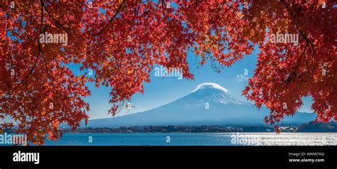 Mount Fuji and autumn maple leaves, Kawaguchiko lake, Japan Stock Photo - Alamy