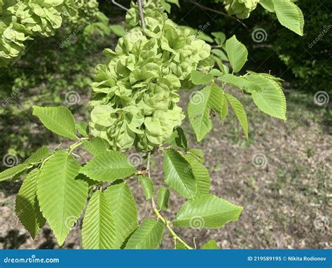 Leaves and seeds of elm stock image. Image of flower - 219589195