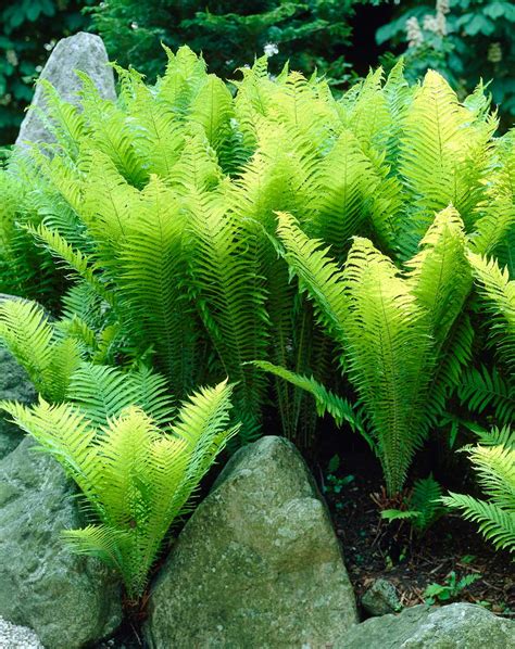 How to Use Ferns in Your Garden or Landscape | Tea Band