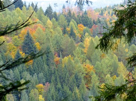 Europe's forests are under threat from a changing climate