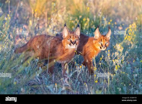 Caracal (Caracal caracal) , Occurs in Africa and Asia, Young animals 9 ...