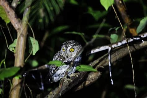 What Birds of Prey can you see in India? (10 Species with Pictures ...