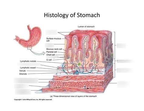 Digestive System- Histology of the Stomach Diagram | Quizlet