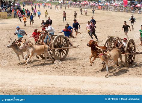 Ox Cart Racing in Thailand. Editorial Image - Image of mammal, bovine: 55744890