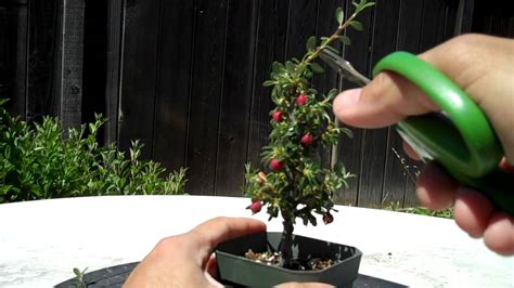 Making of a Cotoneaster Bonsai Part 1 Intro and Prunning - YouTube