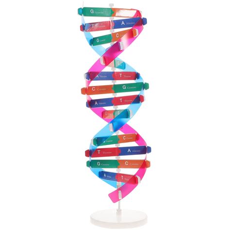 Dna Structure 3d Model