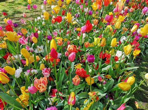 Keukenhof: One of the Must See Gardens in Europe - MilesGeek ️