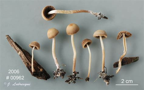 Psathyrella sp. - JML 00962 | Récolté par J. Labrecque Date … | Flickr