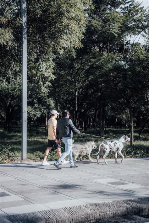 Men Walking their Dogs · Free Stock Photo