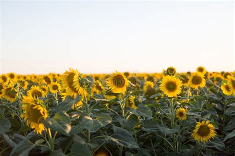 Sunflower Field at the South of Ukraine. Nature Background Stock Image ...