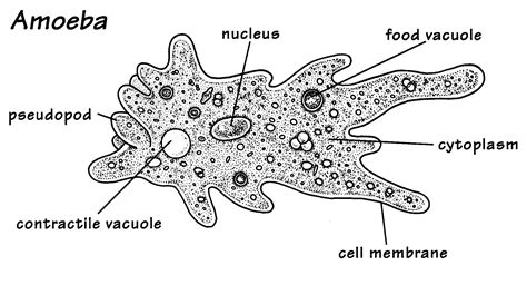 This is a picture of an amoeba, an amoeba is a unicellular organism. | Protists, Characteristics ...