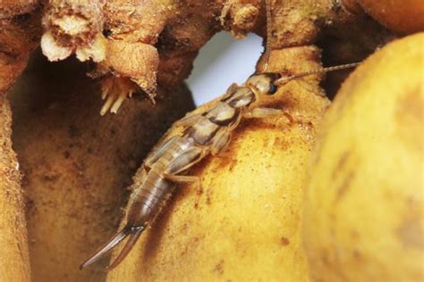 Found Earwigs in the House? Fret Not! We'll Help You Get Rid of Them - Home Quicks