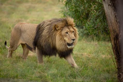 Flipboard: 14 lions on the loose after escaping from Kruger National Park in South Africa