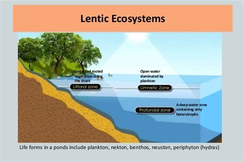 Freshwater ecosystem (2)