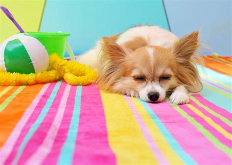 10 Summer Safety Tips For Dogs