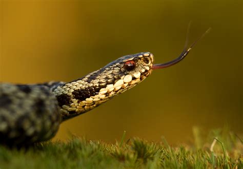 Adder | Snake | Scottish Wildlife | Scottish Wildlife Trust