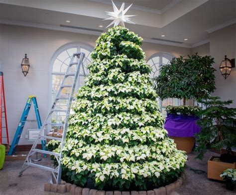 Take a look at this year's Hershey Gardens’ Christmas Tree Showcase ...