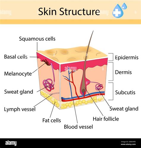 40+ Diagram Of Skin Labeled - DenniAcoidan