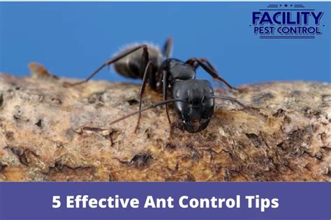 5 Effective Ant Control Tips