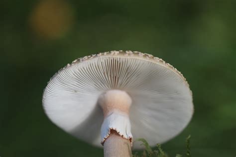 Amanita rubescens: The Ultimate Mushroom Guide