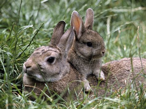 Fonds d'ecran Rongeurs Lièvres Petits Deux Animaux télécharger photo