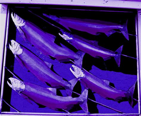 Purple Fish Art Photograph by Kym Backland