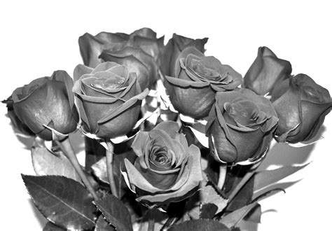 Black And White Roses Free Stock Photo - Public Domain Pictures