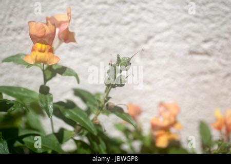 Snapdragon seed pods Stock Photo - Alamy