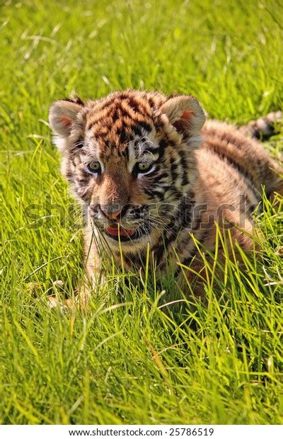 Closeup Baby Tiger Playing Grass Stock Photo 25786519 | Shutterstock