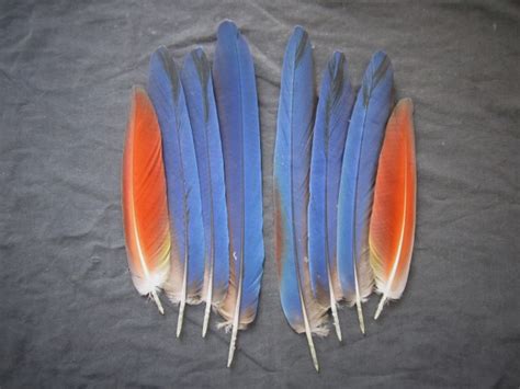 Camelot Macaw Parrot Tail Feathers |Macaw Nutz!