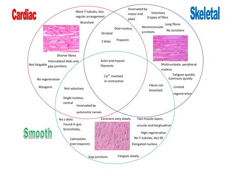 Smooth Muscle Diagram Drawing - Notez On Nursing....: Tissues: Muscle Types.......... / Muscles ...