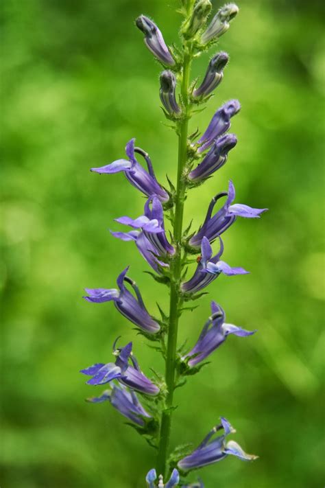 Isabella Conservation District Environmental Education Program: Native ...